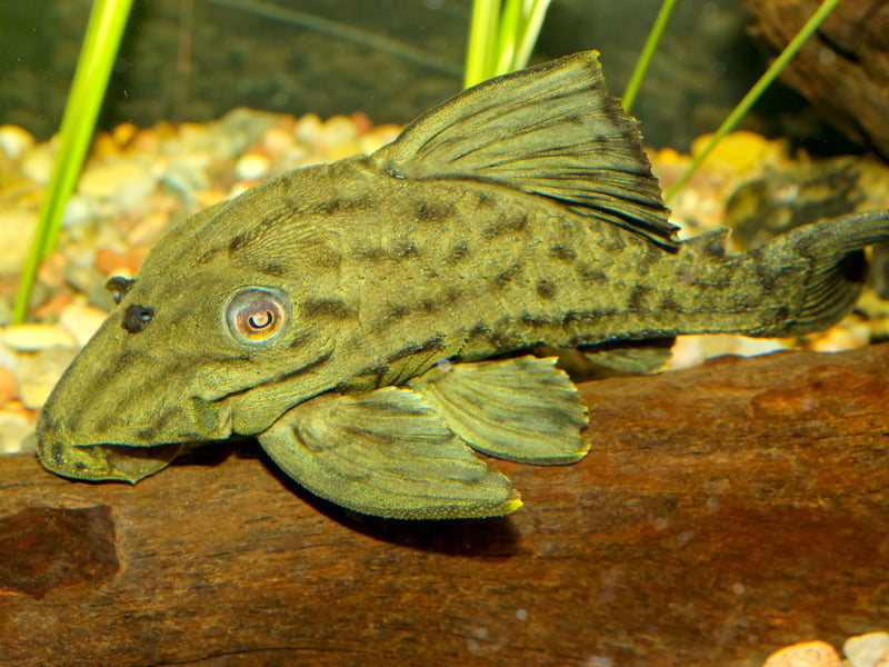 Also known as the Common Pleco, the Suckermouth Catfish may not be the prettiest of faces but is useful to hoover up food that drops to the bottom of the tank. They are another species that can reach a grand old age - 10-15 years.