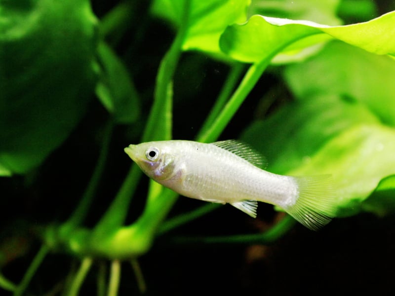 From the same family as the Guppy, Mollies are widespread across the Americas, the Molly can come in a variety of colours, with black and orange being among the most popular with aquarium owners. They live for 4-5 years.