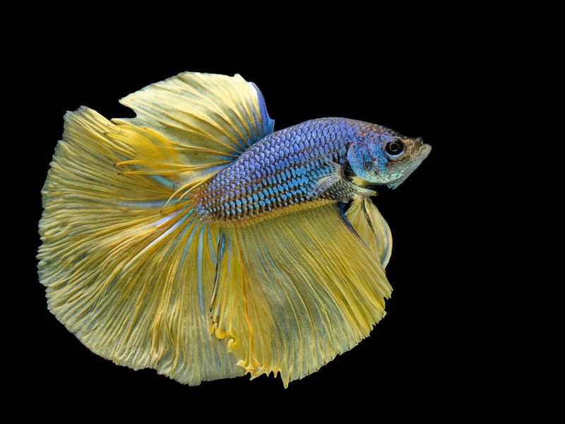 Also known as the Siamese Fighting Fish, the Betta Fish have been highly-prized creatres for well over a century due to their colourful and ornate flowing fins. They live from 2-4 years.
