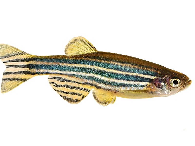 Native to South Asia, the Zebra Danio is more commonly called the Zebra Fish - on account of its distinctive stripes. They live for around 5 years on average.