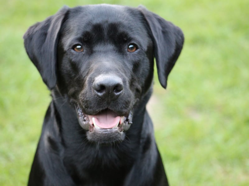 They are the world's most popular dog and the Labrador Retriever remains the most commonly registered breed in the UK by quite some distance. There were a huge 34,141 new Labrador arrivals last year.
