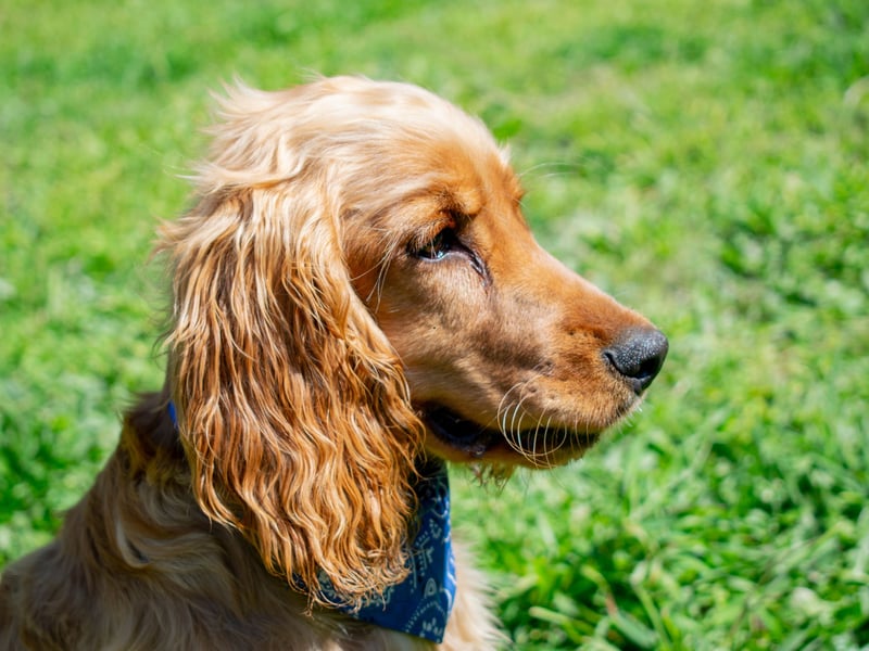Second spot when it comes to the most popular gundogs goes to the Cocker Spaniel. Originally bred as a hunting dog they get their name from the fact they used to specialise in hunting woodcock. There were 23,177 registered with the Kennel Club in 2025.