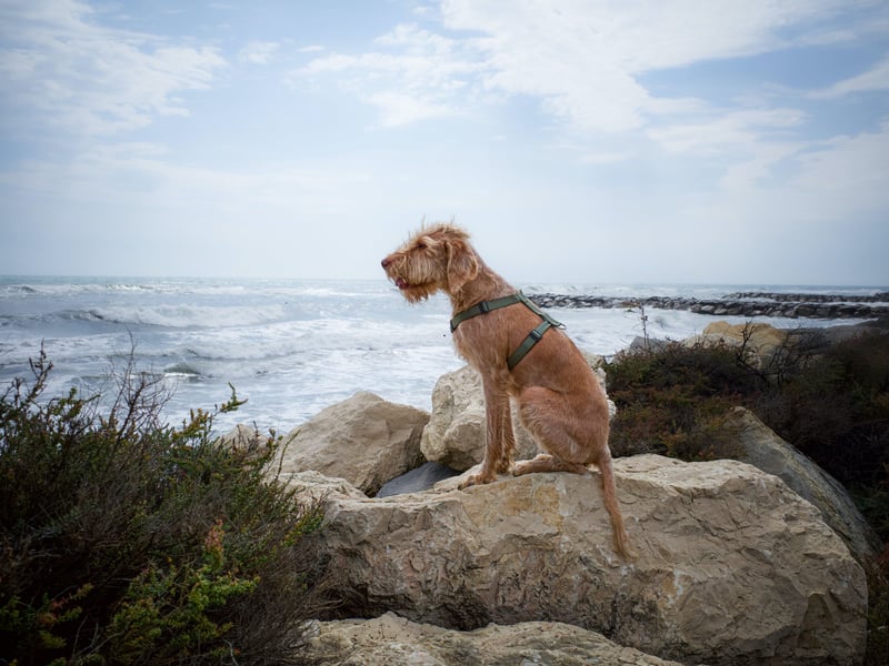 Completing our list, with 532 Kennel Cub registrations last year, is the Wirehair Vizsla. It was developed in the 1930s to produce a Vizsla with a heavier coat, better suited for working in cold weather and retrieving from icy water.
