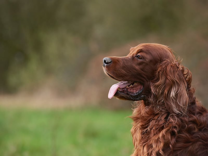 The Kennel Club has 647 new Red Setter registrations last year. Wonderful family pets, they get on particularly well with children.