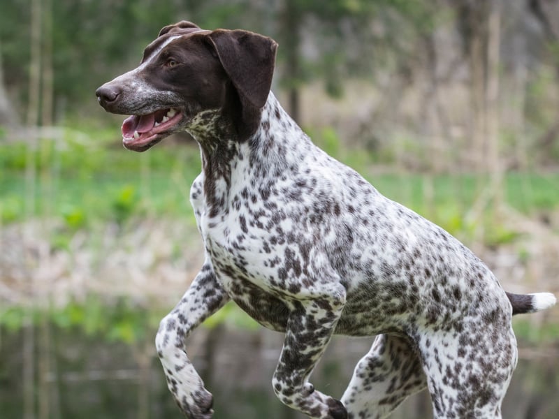 Named after its instinct to 'point' its muzzle towards game, there were 1,313 new registrations of German Shorthaired Pointers last year. They originated in 19th century Germany and are descended from the now-extinct Old Spanish Pointer.