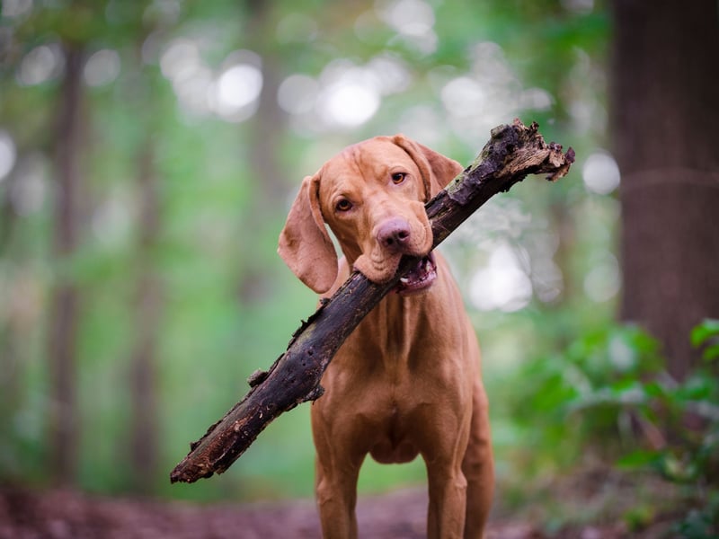 Completing the top five, with 1,903 2024 registrations, is the Hungarian Vizsla. The winner of the Best In Show award at Crufts 2010 was a Vizsla named Hungargunn Bear It'n Mind.