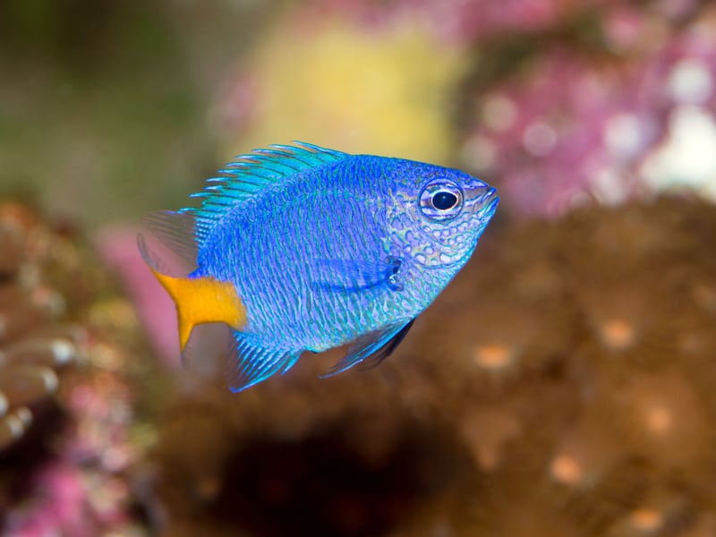 There are damselfish that come in pretty much every colour of the rainbow and many are popular pets thanks to their relatively small size - even the largest species only reach about 30cm in length. Their diets include small crustaceans, plankton, and algae.