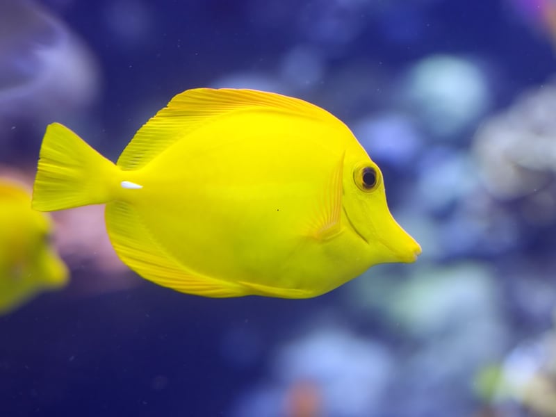 The Blue Tang's close cousin the Yellow Tang is also a popular choice for those with larger tanks - with their remarkable bright yellow colouration. They are largely peaceful herbivores that thrive on a diet rich in marine algae. Due to their popularity, they are often captive-bred, making them a more sustainable choice for hobbyists.