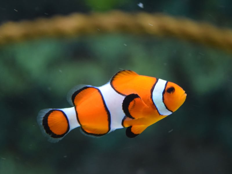 Clownfish are probably the world's most popular fish for saltwater aquariasts - partly due to it being the species of the hero in the animated film 'Finding Nemo'. Instantly recognisable, they are the perfect fish for beginners - hardy, and easy to care for. As fans of 'Finding Nemo' will know they often form symbiotic relationships with sea anemones. They are sociable wee fish and lover living with others in a tank with plenty of hidey-holes.