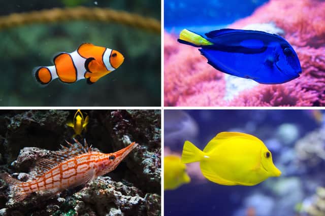 Popular Local Fish Top Tropical Marine Fish 2025: Here are the 10 most popular fish for ...