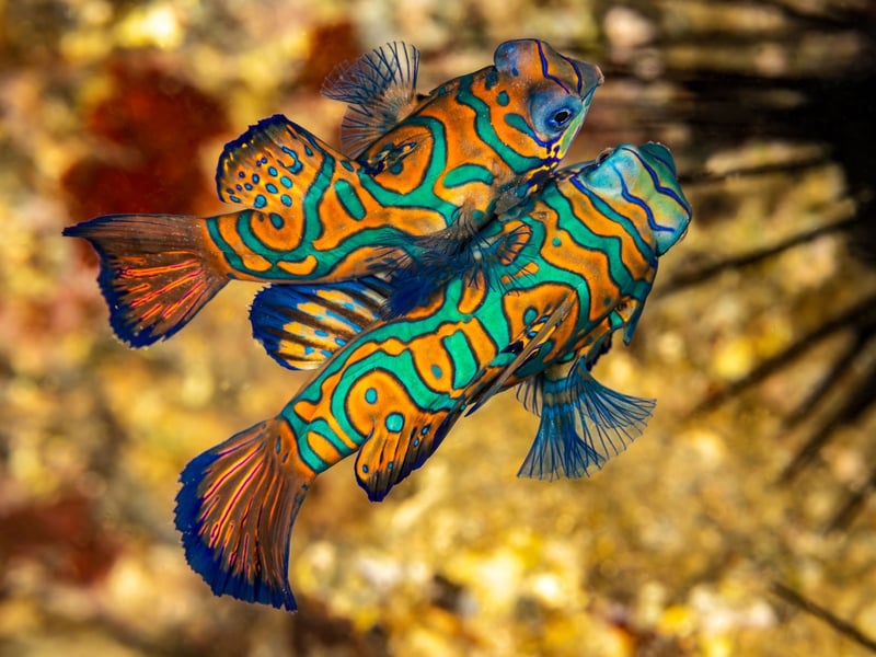Native to the Pacific Ocean, the Mandarinfish (or Mandarin Goby) are small, brilliantly colored fish with incredible psychedelic patterns. Peaceful and friendly fish, they can be challenging to care for due to their specialized diet - they love to eat Copepod crustaceans.
