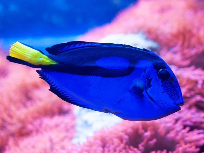 Also known at the Regal Tang, the Blue Tang is certainly a royal-looking fish thanks to its stunning blue body and yellow tail. You'll need a large aquarium to house these fish because they are very active swimmers. They will get on with other fish, although can be territorial when it comes to other Tangs. Nemo's best pal Dory is a Blue Tang.