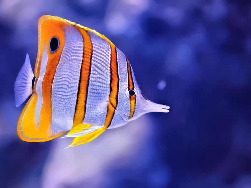 A delicate and pretty fish with an adorable elongated snout, the Copperband Butterflyfish is a real favorite for aquarists. However, it can be difficult to feed, as it often prefers live foods. It is peaceful and can help control aiptasia (pest anemones), but it requires a mature, well-maintained tank to thrive.