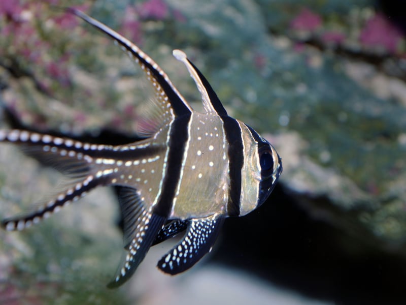 Another great choice for beginners is the Banggai Cardinalfish - a striking black-and-white striped fish with elegant fins that is a peaceful and hardy addition to aquariums. They are slow moving and won't bother any of their tankmates, although are nocturnal so like an aquarium with subdued lighting. They like being kept with a group of fellow-Cardinalfish who they will form a family group with.