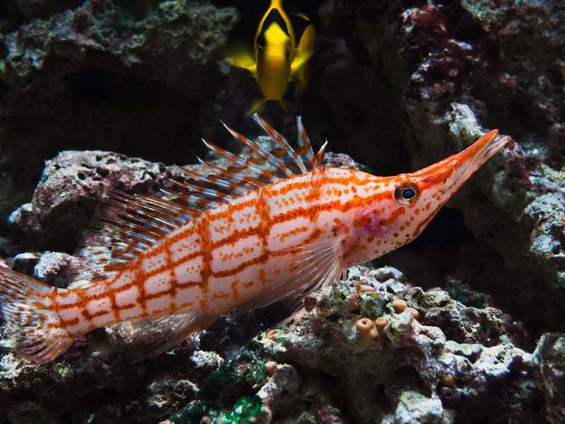 You certainly won't confuse the Longnose Hawkfish with any other fish, thanks to its distinctive red-and-white checkered pattern and an elongated snout. They tend to spend most of their day chilling on coral or rocks but can't share a tank with small fish, which they consider to be a tasty snack.