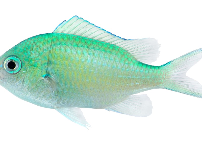 Green Chromis (Chromis viridis)** 
Green Chromis are small, schooling fish with a shimmering green-blue coloration that offer flashes of colour as they swim around the aquarium. They are peaceful, making them excellent community fish. They do best in groups and require ample swimming space. Hardy and easy to feed, they adapt well to various tank conditions and are often kept in reef setups due to their gentle nature. These are super-chilled finned friends.