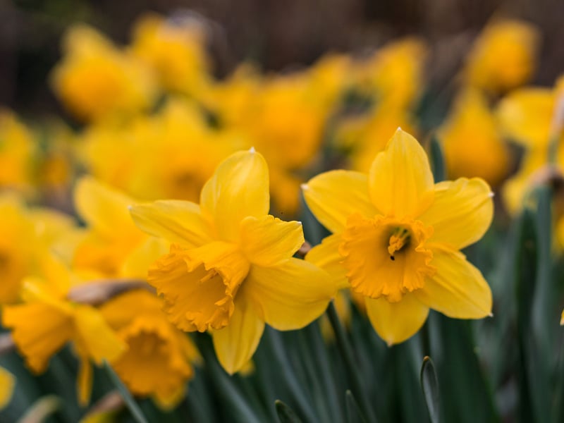Scotland’s Daffodil Festival will take place at Backhouse Rossie, in Fife, on April 12-13 with over 20,000 of the colourful flowers on show. It's the only National Scientific Collection of the blooms in the world, and will be accompanied by tulips, auriculas, and other spring plants. There will be a full programme of events, from artisan and vintage stalls to children's activities.