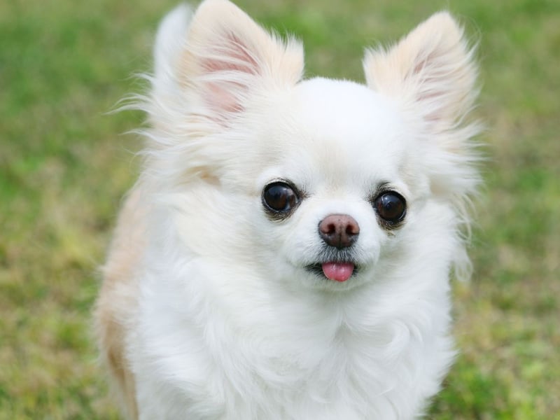 Hailing originally from Mexico and famed for being the world's smallest breed of dog, the long coat variety of the Chihuahua had 915 registrations in 2024. 