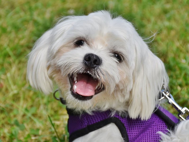 A classic lapdog bred in the 19th century to be a loyal companion for their human owners, the Maltese had 724 registrations in 2024.