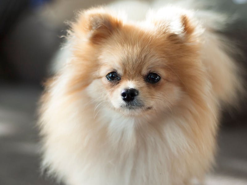 Second spot goes to the fluffy Pomeranian, with 1,832 registrations last year. Named after the Pomerania region, covering parts of Poland and Germany where it was first bred, they were a favourite of Queen Victoria.