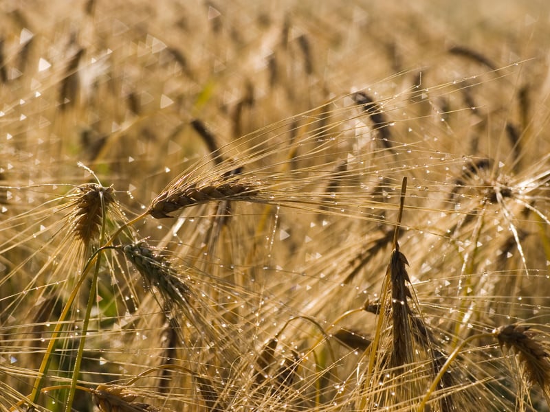 An ancient Scottish ritual which is said to use straw, water and iron, to remove negative influences and bring luck to an area and its inhabitants, Saining Straw – known as sop seile (wisp of straw) in Gaelic – would see people take a wisp of straw and deposit water drops which came into contact with previous metals around homes, horses, harnesses, ploughs and more to herald good fortune for the season ahead.