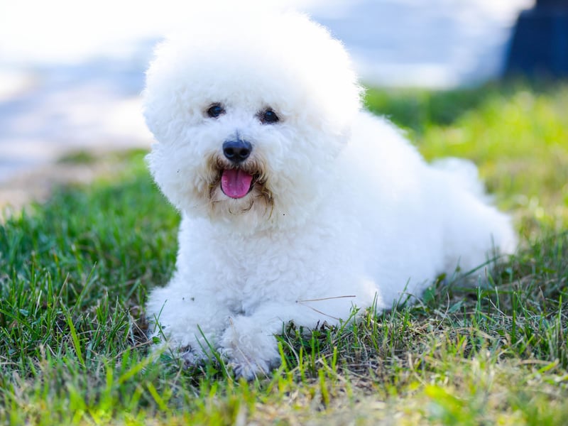 Completing our list of the 10 most popular toy dog breeds is the Bichon Frisé, with 308 registrations last year. The name is French and literally means 'curly haired small dog'.
