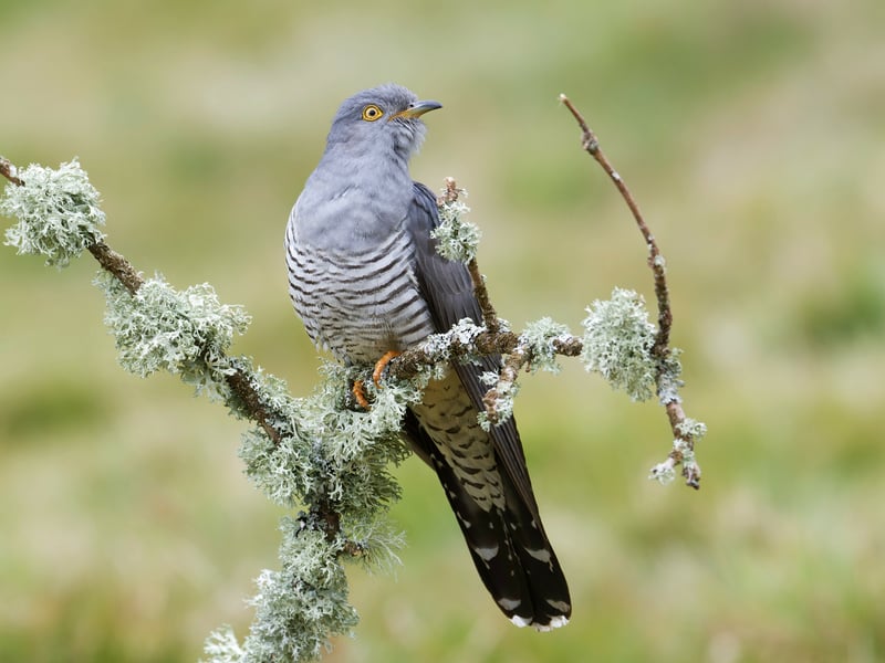 Omens used to determine misery and suffering or fortune and luck for the year ahead were particularly rife in the Scottish Highlands and Islands during Spring. It was once thought to be unlucky if you heard the first call of a cuckoo bird prior to eating breakfast and some even slept with a portion of bread beneath their pillow to preemptively eat and avoid the misfortune.