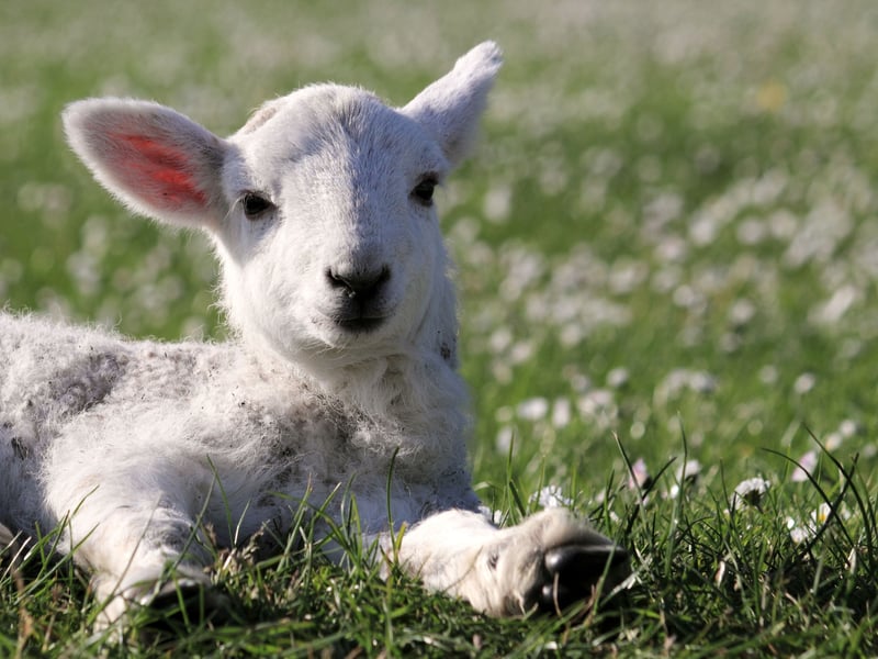 Spring is the time to reconnect with nature, and there's no better way to experience it than through a hands-on farm visit. Rural adventures offer families a chance to discover Scotland’s farming traditions, interact with animals up close, and enjoy an unforgettable day out. Discover the joys of farm life this Easter with a lambing experience at Lennox of Lomond, located on the western shores of Loch Lomond near Luss. Families can immerse themselves in the magic of lambing season with engaging weekend sessions that promise hands-on fun for all ages over one year old. Each session provides plenty of time to learn fascinating insights about lambing, enjoy the opportunity to hold newborn lambs, and take in the stunning views of Loch Lomond on a quadbike trailer tour around the farm’s fields. Weekend sessions are available at 11:00 am, 1:30 pm, and 3:30 pm, lasting 1.5 hours and costing £21.20 per person, with children under 2 attending free.
