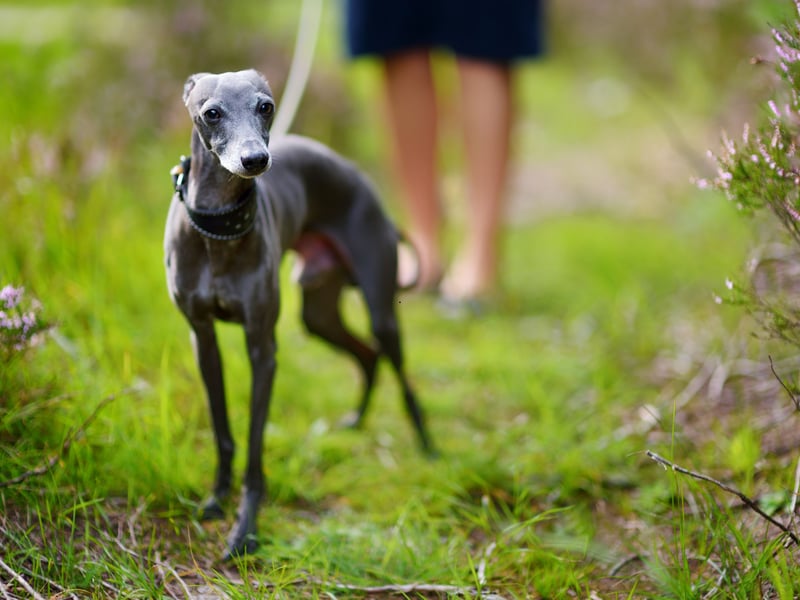Popular with nobility, statues of the Italian Greyhound have been found dating back to the second century AD. There were 541 registered in 2024.