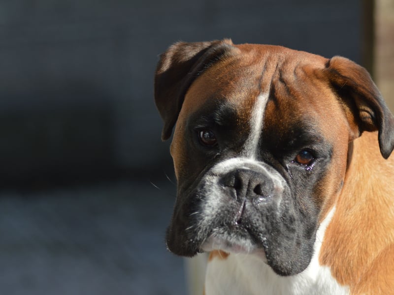 The top dog in the Kennel Club's working group is the adorable Boxer, with 2,427 registrations in 2024. The Boxer was bred from the Old English Bulldog and the now extinct Bullenbeisser.