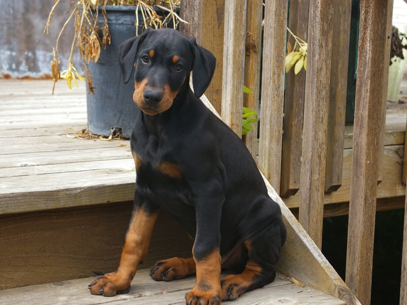 With 984 Kennel Club registrations in 2024, the Dobermann is the third most popular dog in the working group. Known as the Doberman Pinscher in North America, they make great guard dogs. It used to be a common practice to crop their ears - something now considered cruel by most dog lovers.