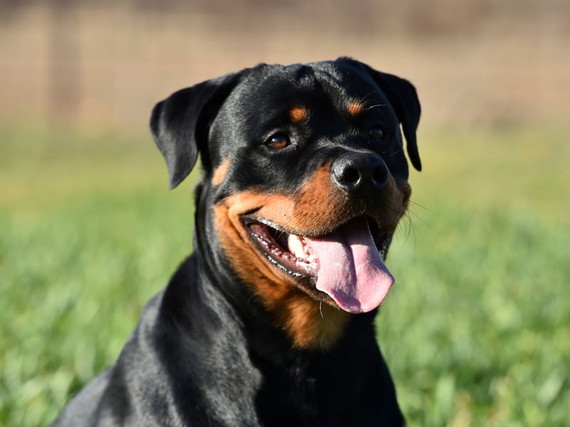 Although the Rottweiler sometimes gets un anfair reputation for being aggressive, they can make for a loyal and gentle family pets - as many of the 2,209 owners who registered their dogs with the Kennel Club no doubt know. In their native Germany they were used to herd livestock and pull butchers' carts laden with heavy meat. Now they are happier cuddled up on the couch.