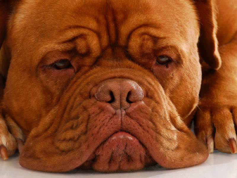 There were 449 of the muscular Dogue de Bordeaux registered with the Kennel Club in 2024. As the name would suggest, this is a French breed, also known as the Bordeaux Mastiff, that has been around in some form since as early as the 14th century.