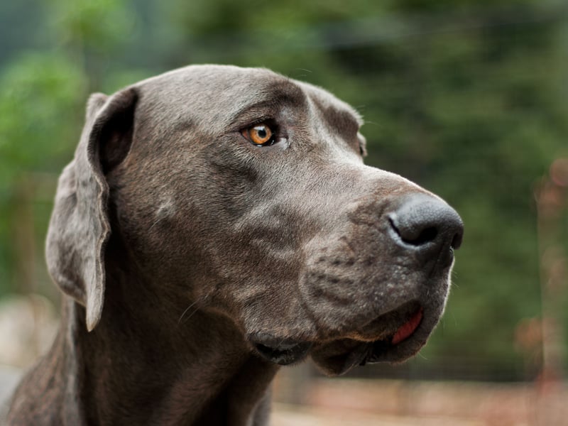 The Great Dane is one of the biggest dogs in the world (along with the Irish Wolfhound), so you'll need a bit of space to keep them happy (and avoid breakages). There were 678 of them registered in 2024. It's a German breed descended from dogs used to hunt bears and wild boar.