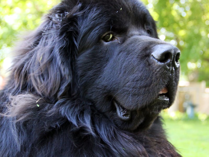 Known as gentle giants, the glorious Newfoundland comes seventh on our list, with 422 2024 registrations. is a large breed of working dog. They are great at rescuing people from icy cold water due to their webbed feet and thick double coat.
