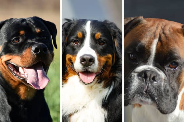 Three of the most popular breeds of working dog.