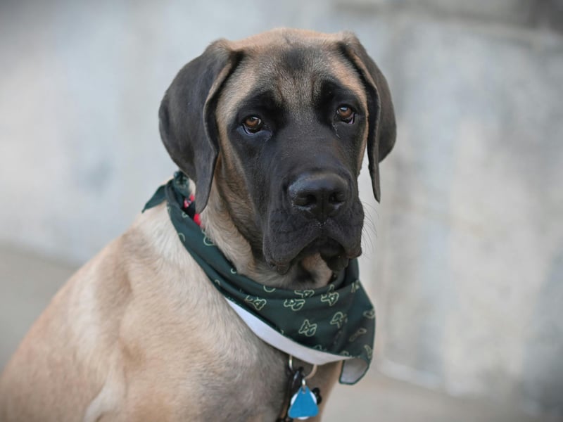Completing our list, with 235 registrations in 2024, is the  Bullmastiff. It's an English breed of dog that was bred as a guard dog in the nineteenth century. I was particularly popular with gamekeepers.