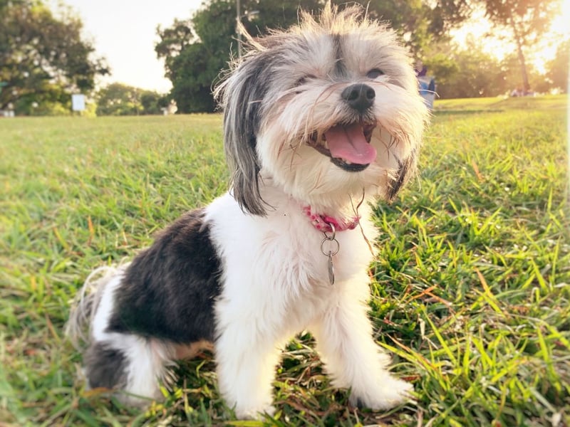 Another diminuative pup that doesn't suffer from the 'small dog syndrome' that often leads to aggression is the Havanese. These dogs were originally bred in Cuba and just like to snuggle up with their owner. 