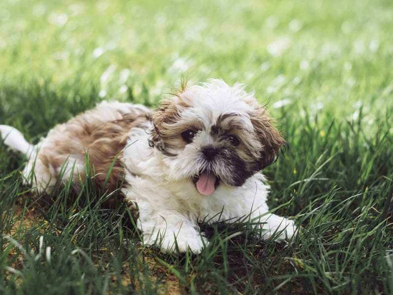 Some people are suprised that small dogs are often more aggressive than larger dogs - but anybody who has chuckled at a tiny Jack Russell Terrier bullying am enormous Saint Bernard in their local park will attest to the fact. The loving Shih Tzu is an exception to this rule - having a loving and gentle nature.