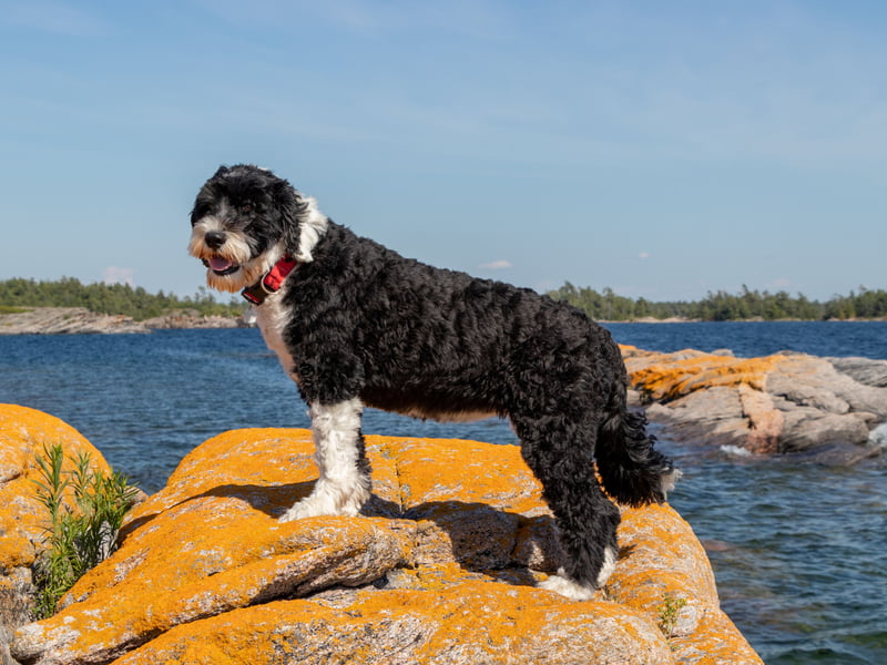 Sometimes aggression can be caused due to a lack of understanding so often the most intelligent dogs can be the least aggressive. The Portuguese Water Dog is one such bright spark that has the added bonus of being low-shedding so suitable for allergy sufferers. 
