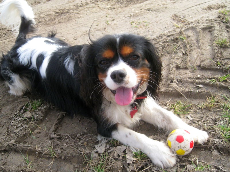 As puppies, you could be forgiven for mistaking a Cavalier King Charles Spaniels for a cuddly stuffed toy. If treated well they present about the same level of danger to humans. 