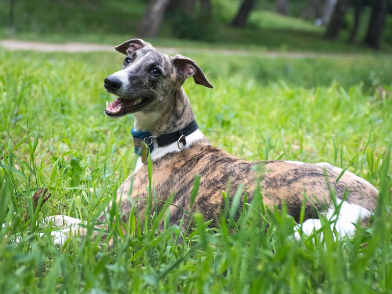 Any energy the Whippet has will be reserved for zooming around the park at high speed - with very little left for anything approaching aggression. When they are done with exercising they are equally happy snoozing on the sofa.