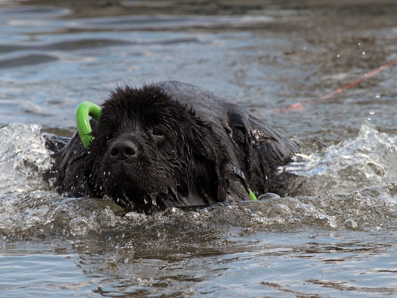 The huge Newfoundland is the very definition of a gentle giant. Their lack of aggression means that they are known as 'nanny dogs' due to their gentle nature and the fact that they get on so well with young children.