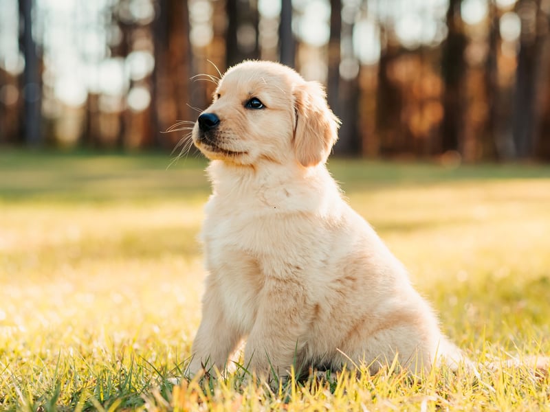 What's true of the Labrador Retriever is also usually true of close cousin the Golden Retriever. That's certainly true when it comes to levels of aggression. Other than enjoying a nibble of their owners when teething, this is a dog whose main emotion is love and devotion. 