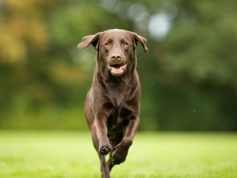 One of the reasons that the Labrador Retriever is the world's most popular dog is its lack of aggression. Vigorous licking of faces is the main thing to look out for with this good natured breed. 