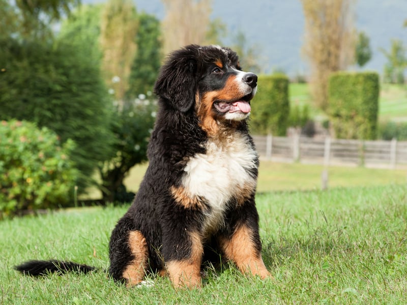 It would be a pretty big problem if the enormous Bernese Mountain Dog was an aggressive breed - thankfully they are another breed of monumental dog who are gentle giants. They are particularly gentle with children and make wonderful family pets - as long as you have enough room and enough cash to pay for all that food!