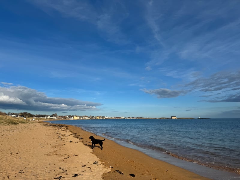 There are many stunning beaches in the East Neuk of Fife, but the best of the lot is probably the one in the village of Elie - recently named one of the best places to live in Scotland. One dog owner said: "Beautiful beach of soft golden sand. Kept spotlessly clean. Dog friendly and my pooch had a ball there. Fist time I've taken her there and it won't be the last."