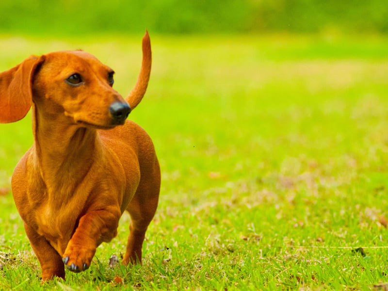 Dachshunds have been soaring in popularity in recent years. The miniature smooth haired variety of the sausage dog is the fourth favourite UK breed - with 11,664 registrations in 2024. The dog was originally bred to hunt small burrowing animals like rabbits.
