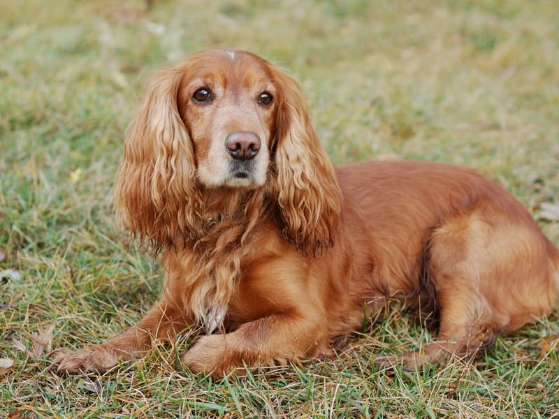 Second spot when it comes to the most popular dogs goes to the Cocker Spaniel. Originally bred as a hunting dog they get their name from the fact they used to specialise in hunting woodcock. There were 23,177 registered with the Kennel Club in 2025.
