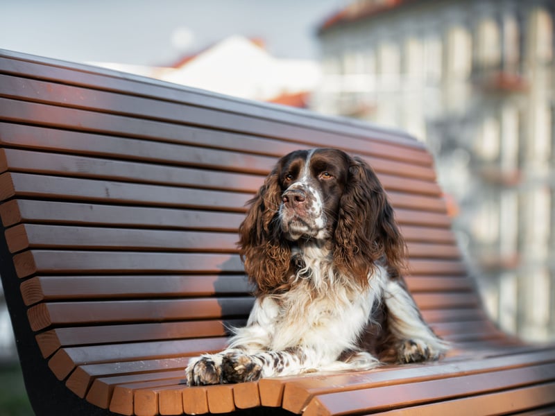 There were 6,527 new Springer Spaniels registered with the Kennel Club in 2024, making them the sixth most popular dog - and the fourth most popular breed in the gundog group. They get their name from the fact that hunters used them to 'spring' birds out of their hiding places.